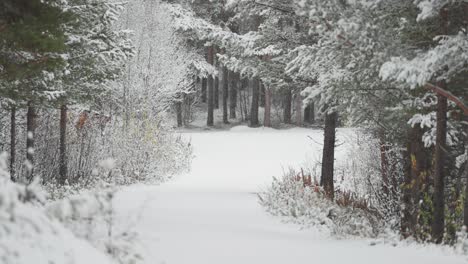 the serene winter landscape - the first snowfall blankets the pine forest, covering the road that winds through it with fresh snow