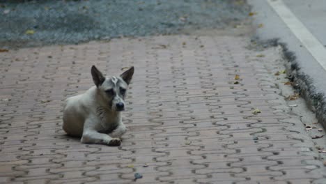 dog laying in the floor