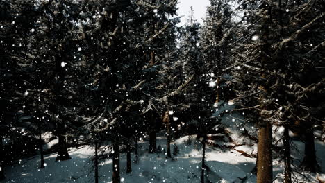 snowy winter forest