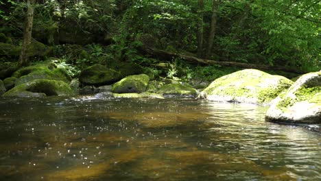 thousands of mosquitos are flying above an fresh creek in an austrian forest