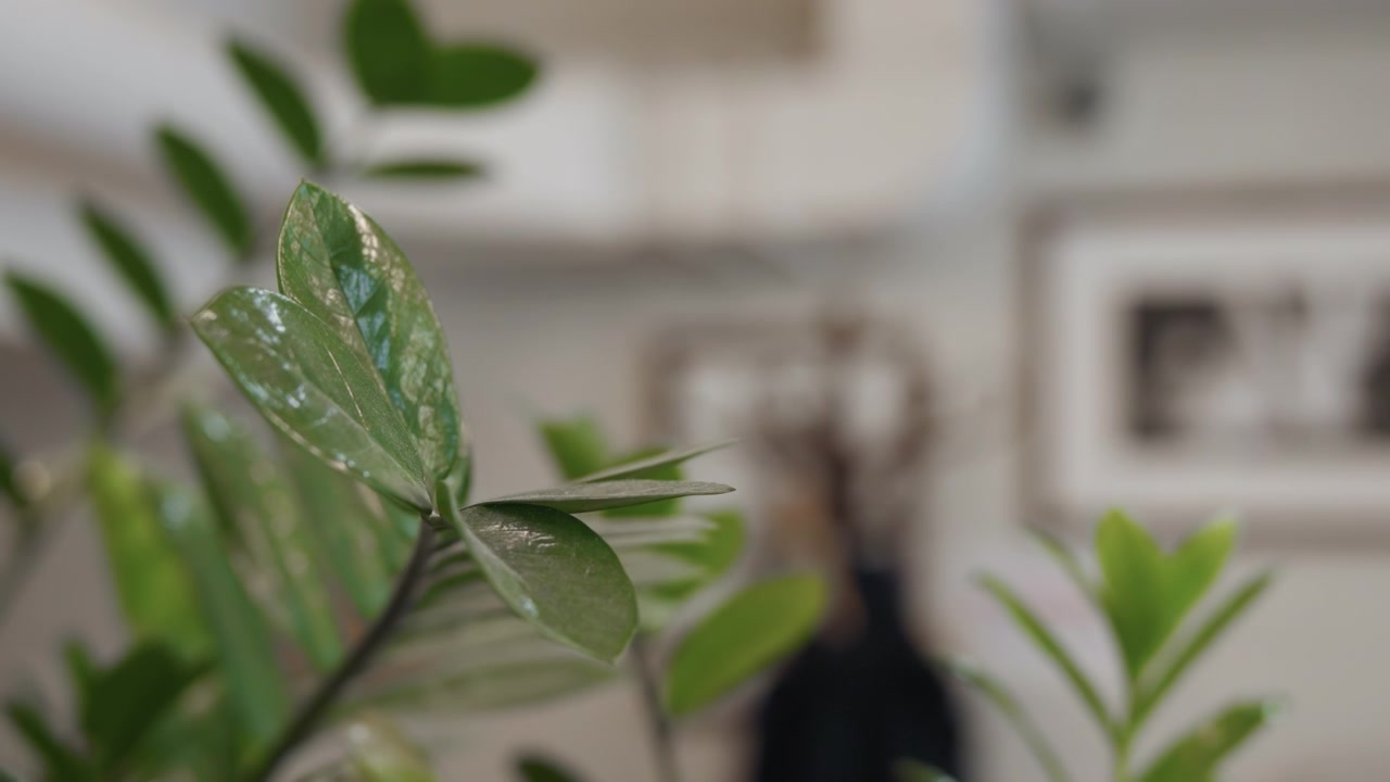 Primo piano di foglie di piante verdi con texture lucida e luce naturale che mostrano un fogliame dettagliato in un ambiente interno a fuoco morbido. Lo sfondo presenta decorazioni murali sfocate, inclusi quadri incorniciati.