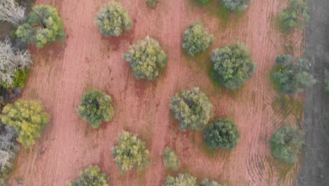 olivos en portugal desde arriba