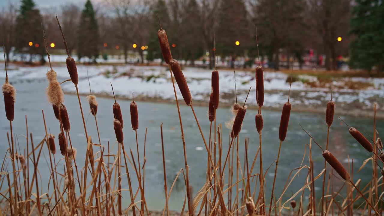 Cattails moving gently beside a frozen pond in early winter with cold conditions and clear seasonal transition. Lateral movement