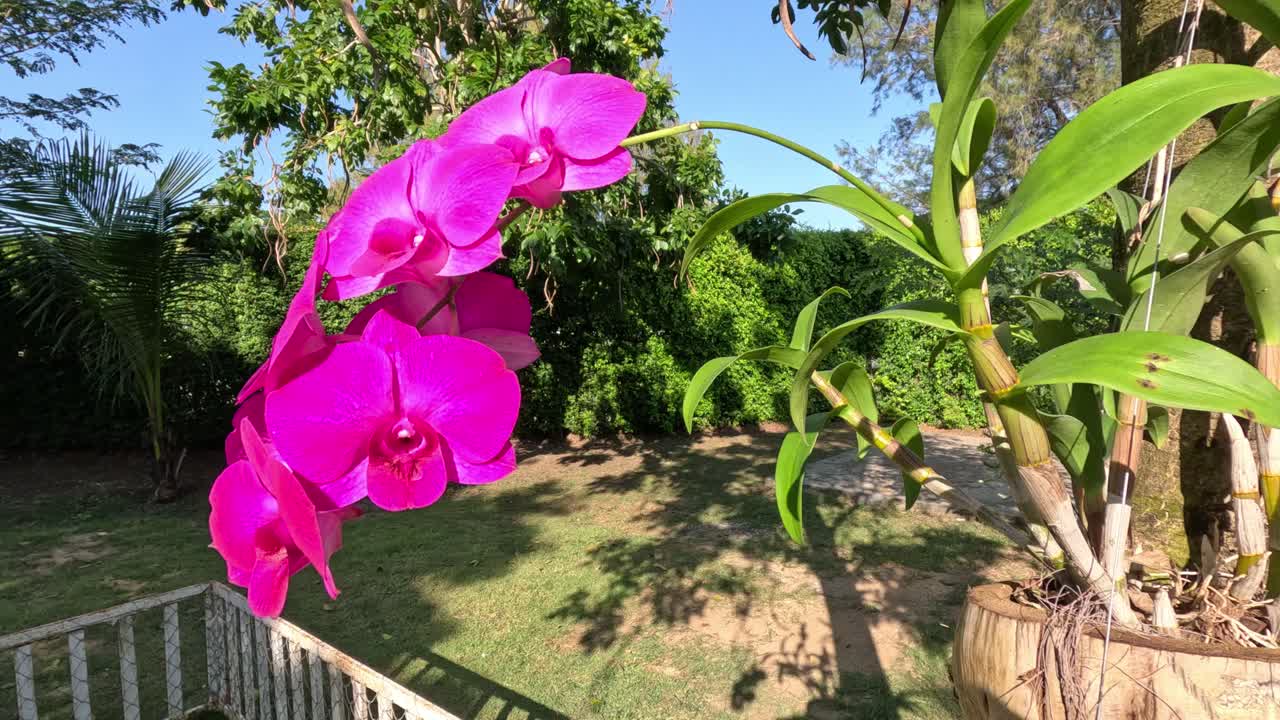 빛 아래에서 꽃이 피는 오키디의 타임스.