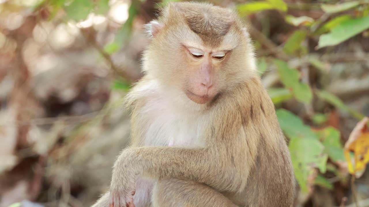 A southern pig-tailed macaque sits in a Phuket forest, displaying natural behaviors. The lighting is soft, highlighting the primate's features
