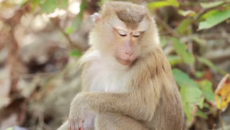 a southern pig-tailed macaque sits in a phuket forest, displaying natural behaviors. the lighting is soft, highlighting the primate's features