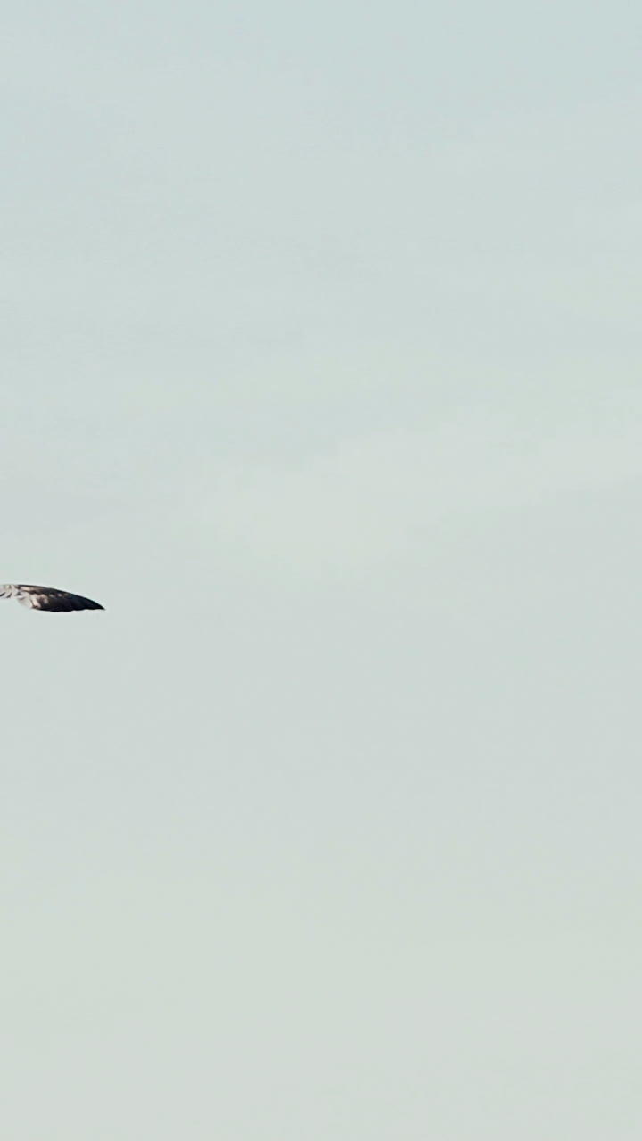 Seagull flying in the blue sky. Slow motion. Vertical video