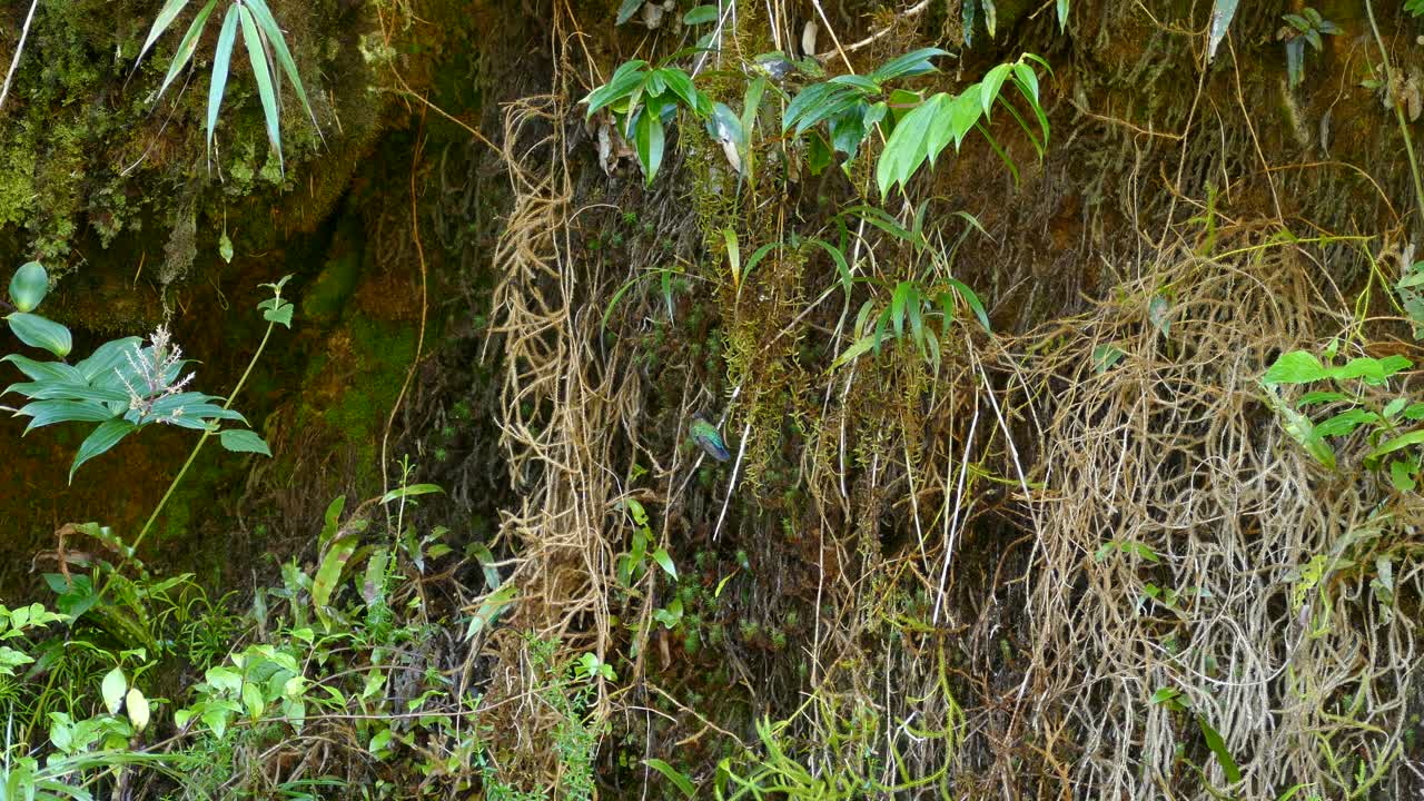 pájaro colorido entre los árboles en el bosque exótico