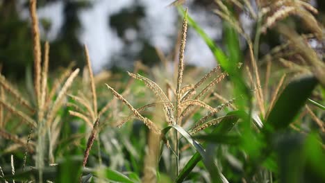 A-corn-plantation-in-the-afternoon-with-a-tropical-breeze