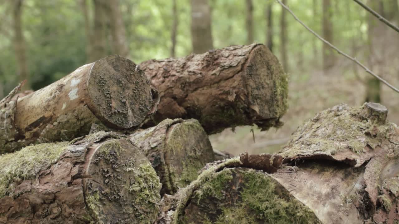 Felled tree trunks in woodland tilting shot