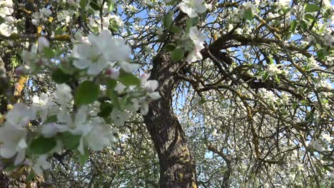A fruit tree is a tree which bears fruit that is consumed or used by humans and some animals
