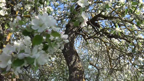 a fruit tree is a tree which bears fruit that is consumed or used by humans and some animals