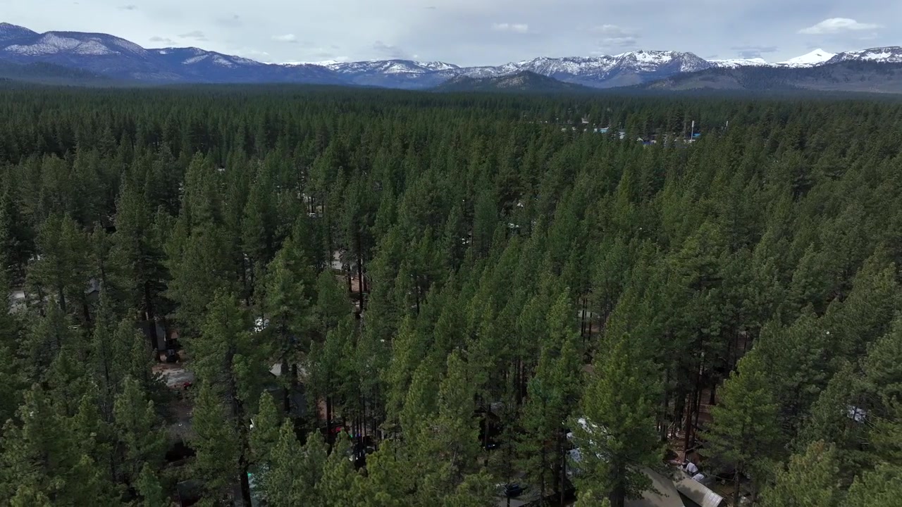 Tæt stedsegrøn fyrreskov strækker sig mod majestætiske sneklædte Sierra Nevada bjergtoppe under en stor blå himmel i South Lake Tahoe, Californien, på en lys sommerdag. Bredt luftfoto.