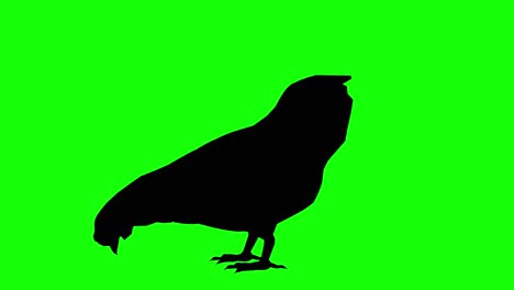 silhouette of a chicken eating, on green screen, side view