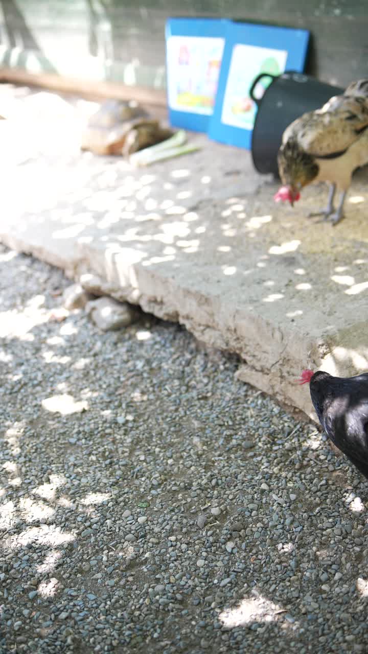 시골 마당 의  들