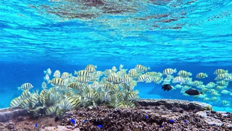 a large group of convict tang fish on beautiful coral reef - acanthurus triostegus