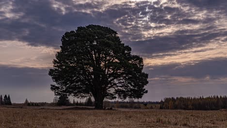 hyperlapse around a lonely tree in a field during sunset, beautiful time lapse, autumn landscape, video loop