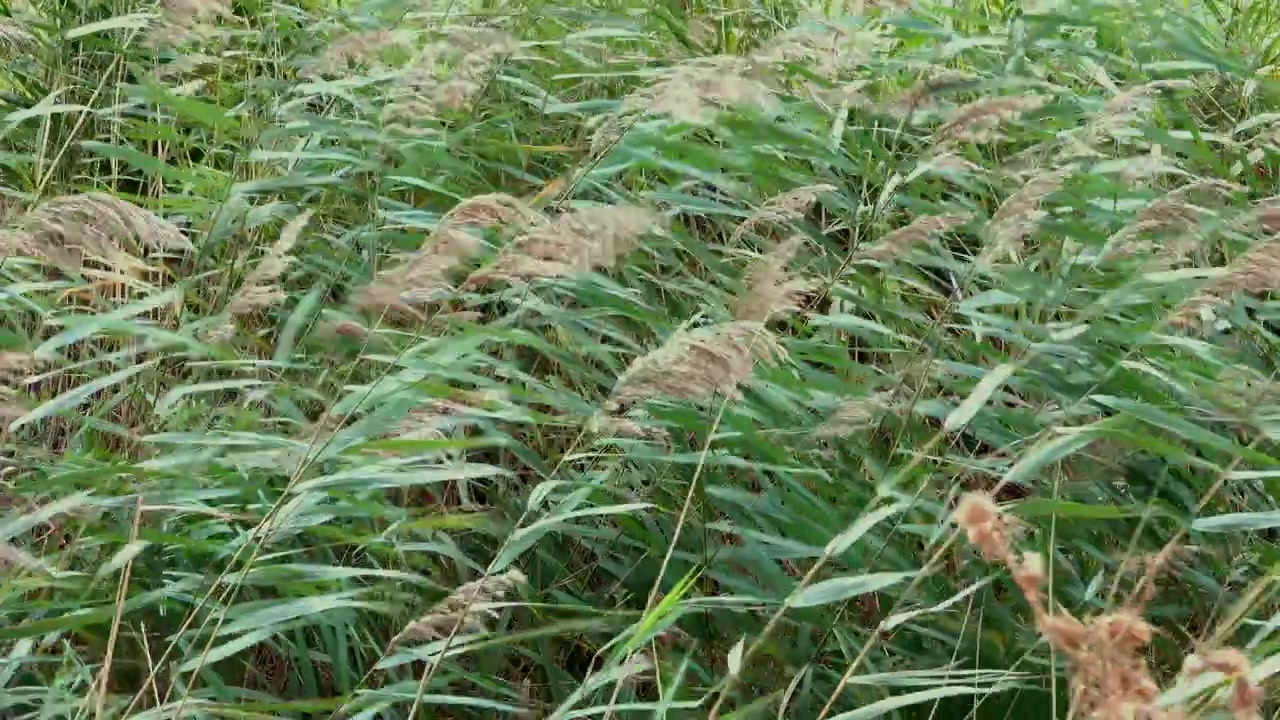 Grasses blowing in a windy storm