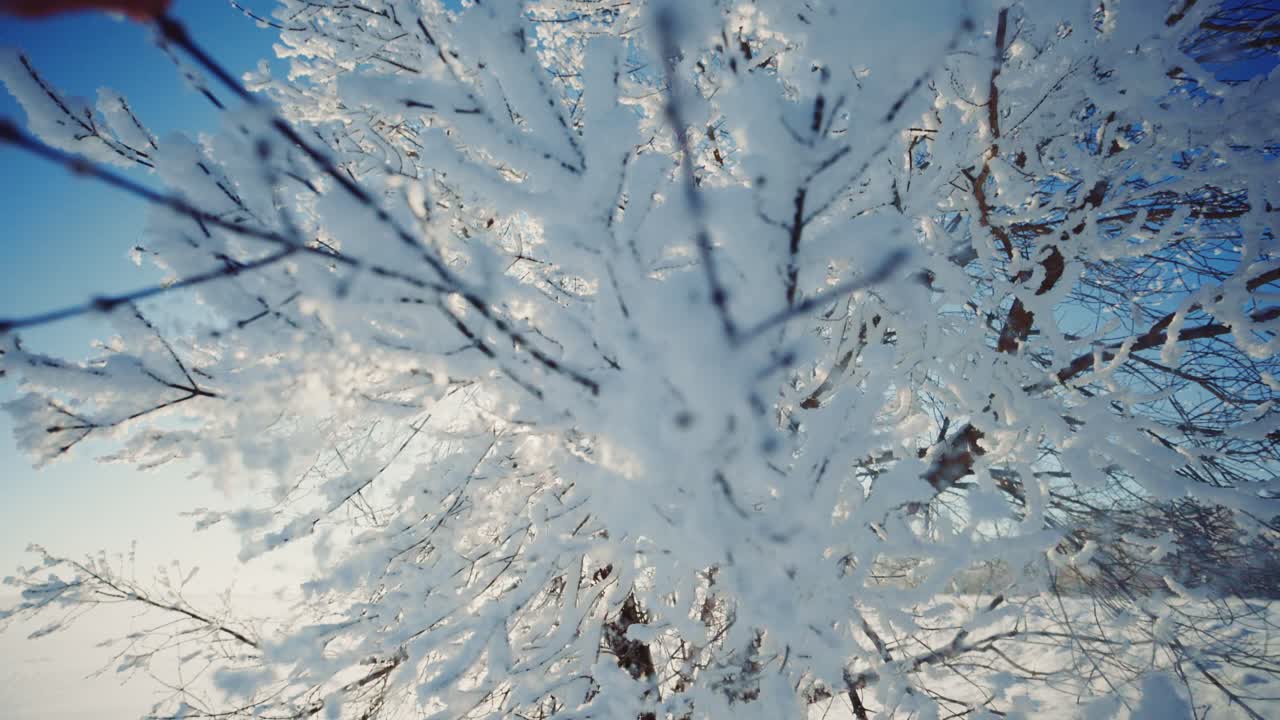 Snødekte Treet Grener