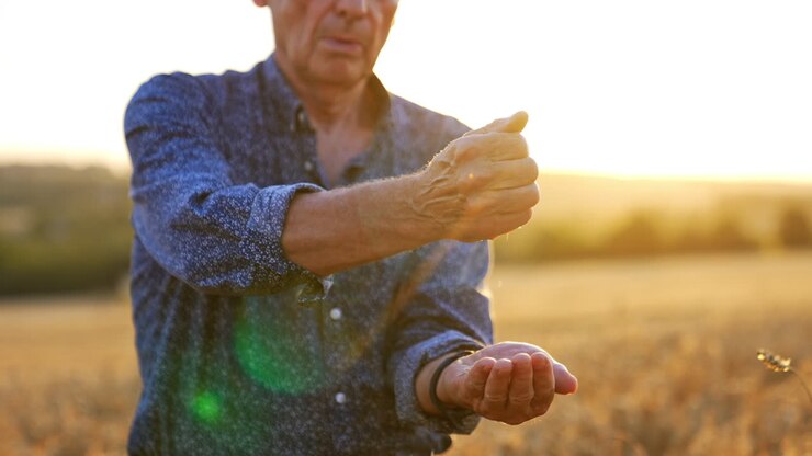 Immagine ritagliata di un uomo adulto che versa il grano nelle sue mani. Il contadino sta nel campo al tramonto controllando la maturazione del grano.