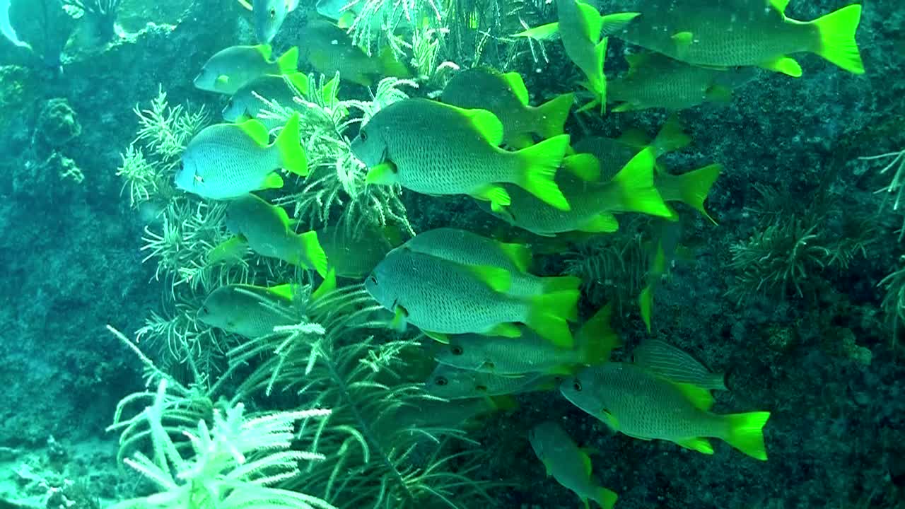 방어 도미는 플로리다 키에서 수중 수영