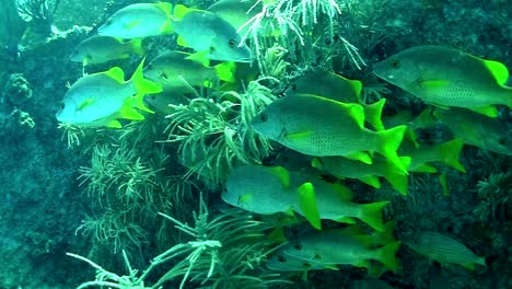 Yellowtail-snappers-swim-underwater-in-the-Florida-Keys