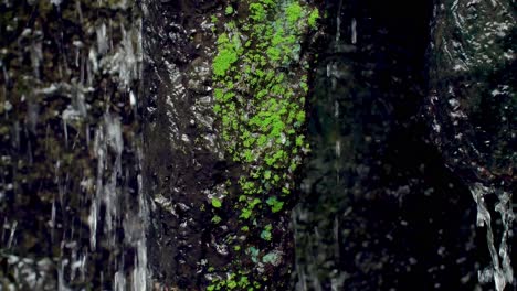 mountain stream among the mossy stones