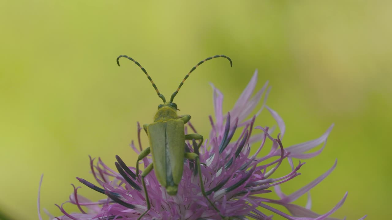 보라색 꽃 위 에 있는 초록색 롱호른 정벌레