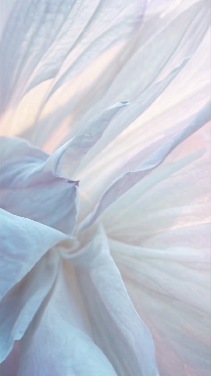 Close-up video of delicate white petals with soft lighting, capturing intricate textures and gentle