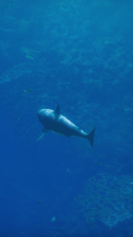 a shark swimming in the deep blue ocean