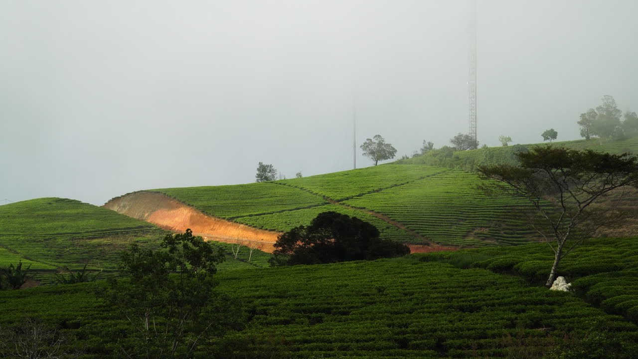 달랏 베트남 근처의 아름다운 차 농장