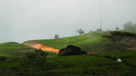 beatiful tea plantation near da lat vietnam