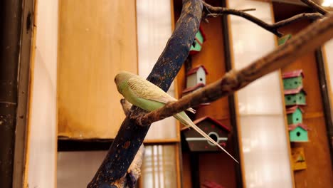 Yellow budgie perched on a branch indoors with colorful birdhouses in the back