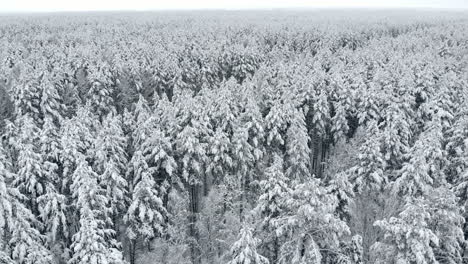 Luftaufnahme:-Winterwald.-Verschneiter-Baumzweig-Mit-Blick-Auf-Den-Winterwald.-Winterlandschaft,-Wald,-Mit-Frost-Bedeckte-Bäume,-Schnee.