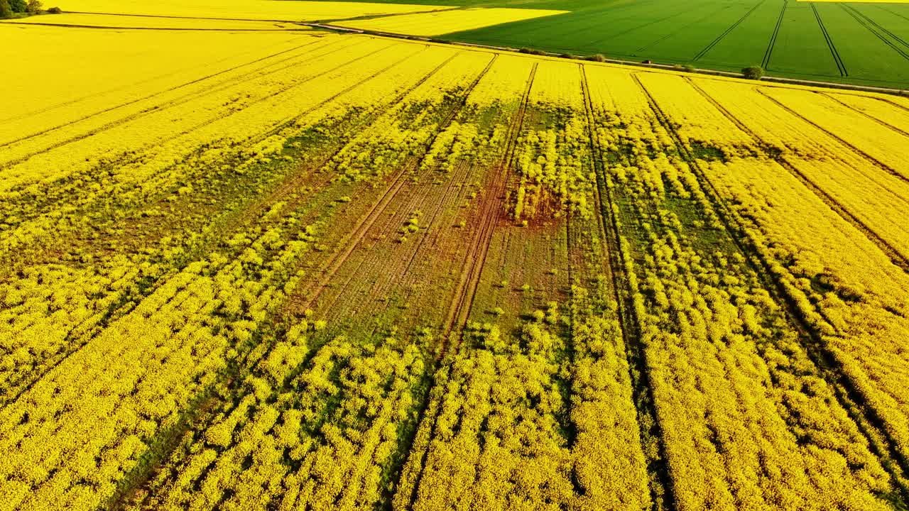 Drone captures uneven rapeseed coverage caused by poor drainage in rural Latvia