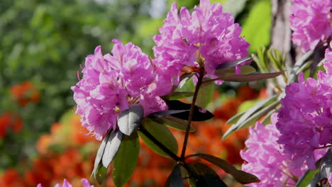 background of the rhododendron beautiful flower