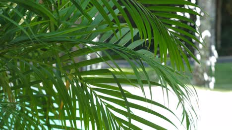 primer plano de las hojas de palma verdes