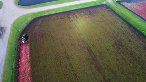 In-central-Wisconsin,-a-harrow-tractor-mows-a-cranberry-marsh-and-knocks-cranberries-off-the-vine-allowing-the-ripe-cranberries-to-float-to-the-water's-surface