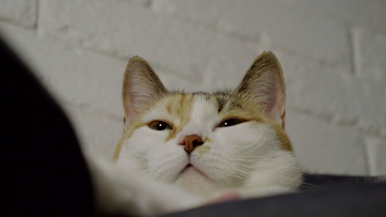 A three-colored cat, sleepy, resting on a cozy chair