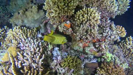 pez caja amarillo nadando en el arrecife de coral durante la noche