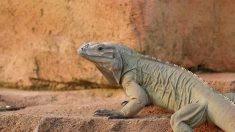 Asiatischer-Wasserwaran-Oder-Varanus-Salvator-Dreht-Den-Kopf,-Um-In-Richtung-Licht-Im-Gehege-Zu-Schauen