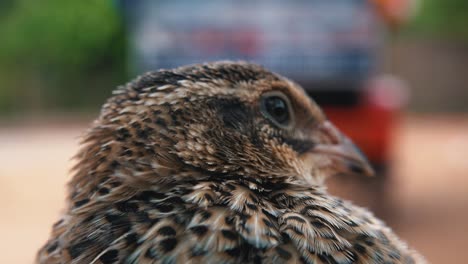 wildlife bird trap in the city