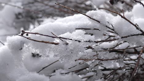 heavy snow on winter twigs