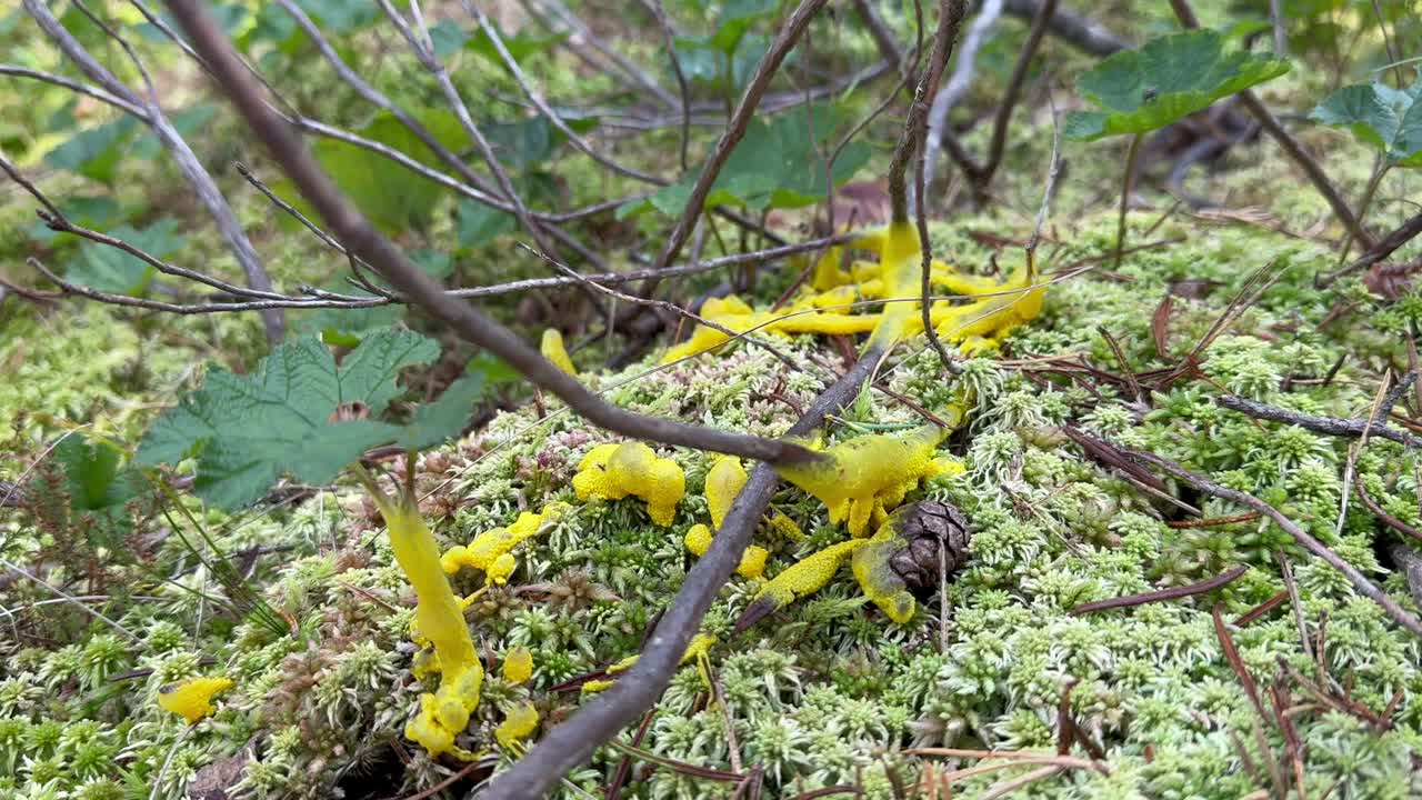 Dog vomit slime mold (Fuligo septica) on moss in a forest, Estonia