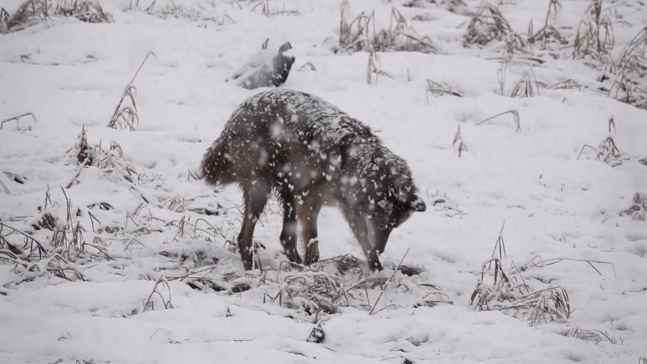 Tundra Wolf inspecting a hold during a snowstorm
