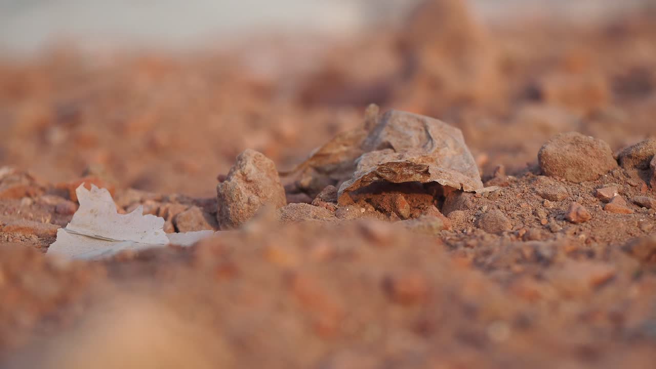 residuos en la tierra