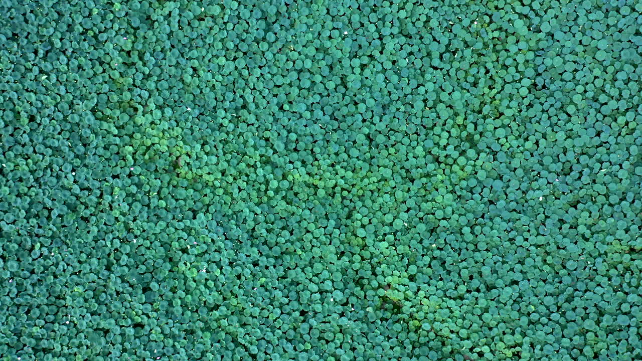 대한민국 부여에 있는 연꽃 연못의 공중 오버헤드 샷