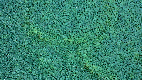 aerial overhead shot of a lotus pond in buyeo, south korea