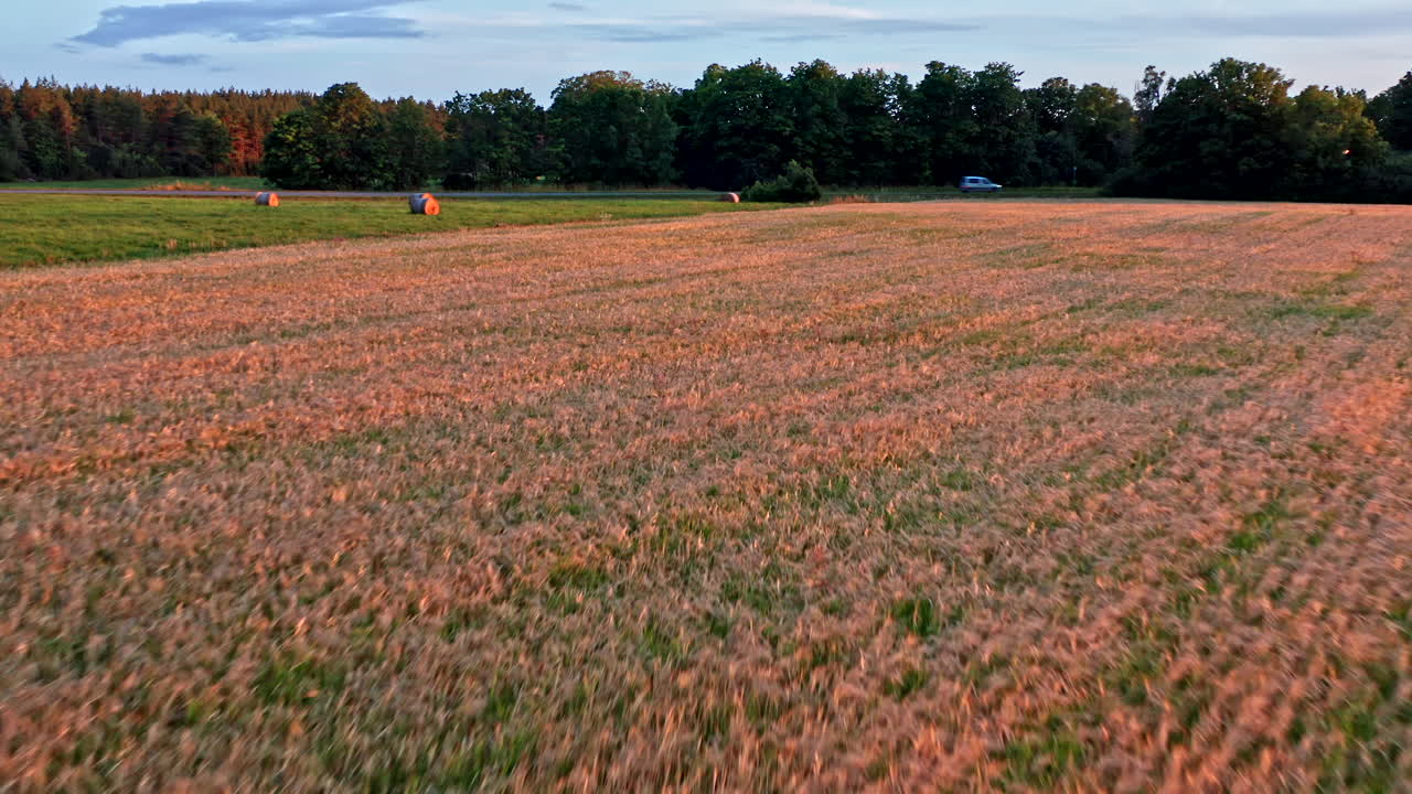 지나가는 자동차와 함께 도로 옆의 밀밭 위를 날다