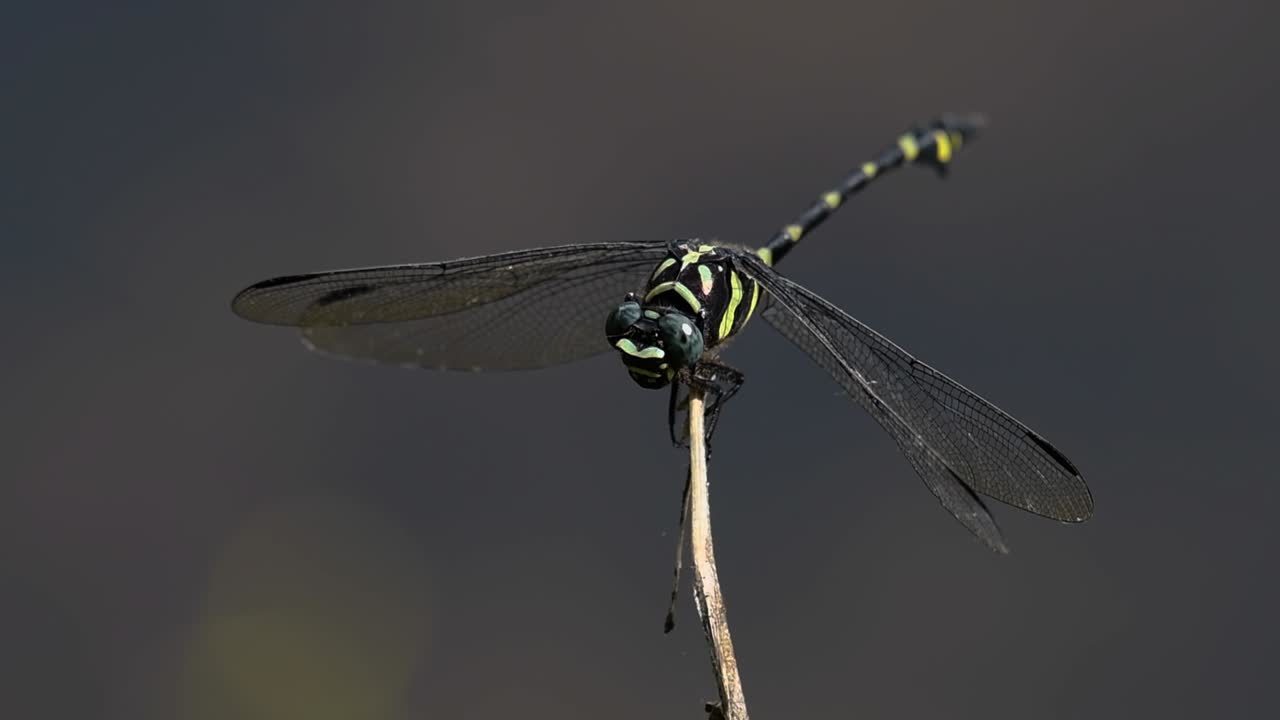 일반적인 flangetail 잠자리는 태국과 아시아에서 흔히 볼 수 있습니다.